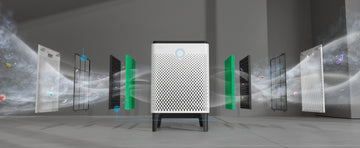 Die Gefahren von Schimmelpilzen und warum Sie einen Luftreiniger brauchen, um sie zu bekämpfen