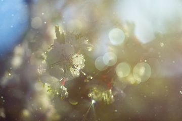 Ein sauberes Zuhause frei von Frühlingspollen und Feinstaub (PM2.5) dank Coway Airmega.